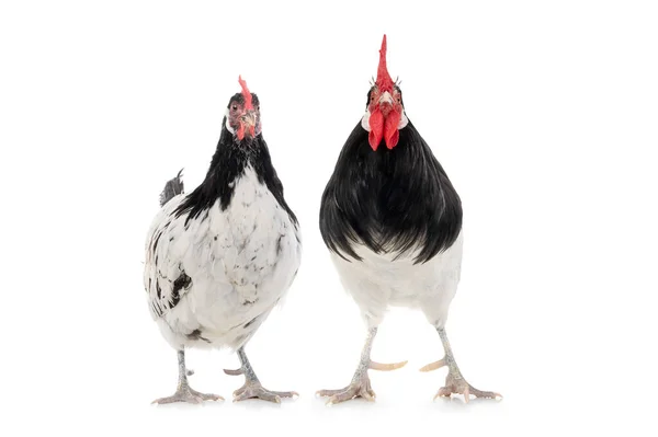 Lakenfeld Chicken Rooster Stands Isolated White Background — Stok fotoğraf