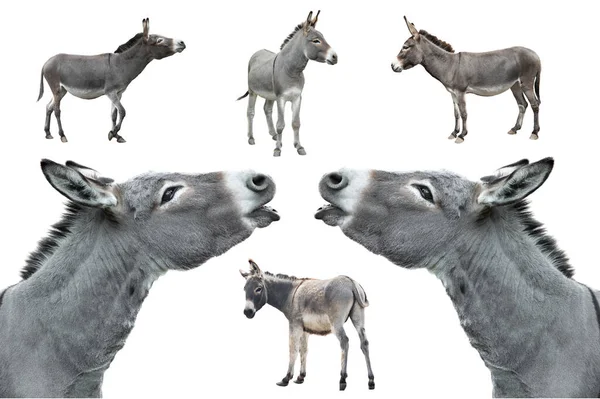 Collage Donkey Isolated White Background — Stockfoto