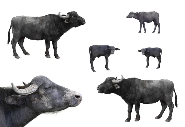 Collage Carpathian Buffalo Isolated White Background — Photo