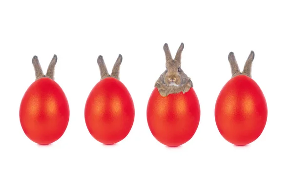 Rabbits Hid Red Egg Easter Story Isolated White Background — Fotografia de Stock