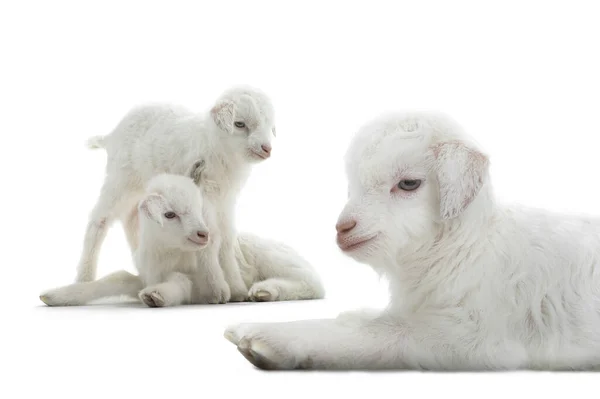 Goats Kid Isolated White — Photo