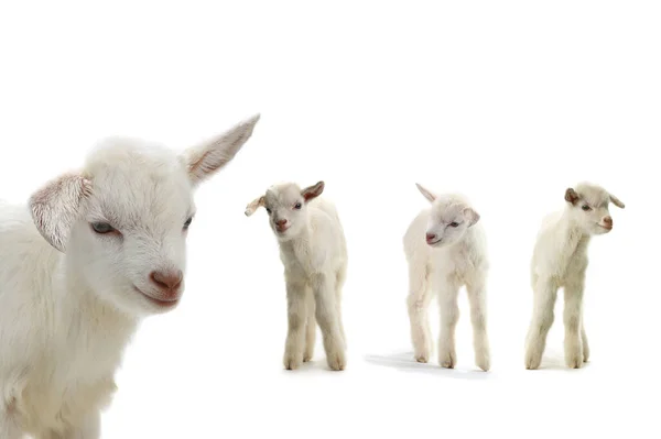 Goats Kid Isolated White — Stockfoto
