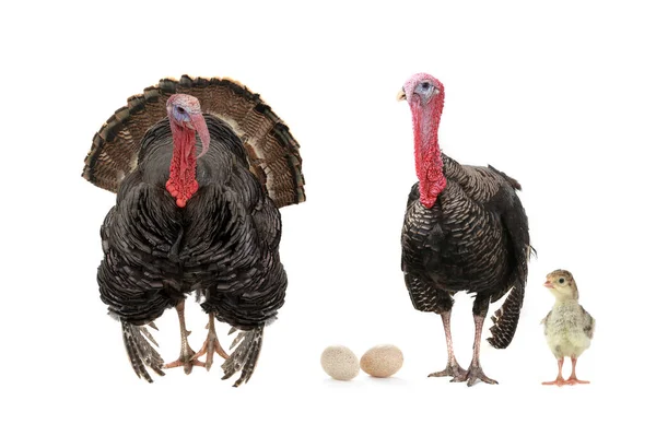 Two Turkeys Small Chicken Isolated White Background — 图库照片