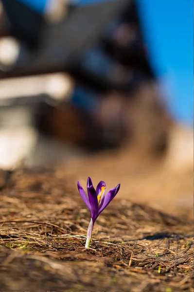 Saffron Flowers Background House — Stock fotografie