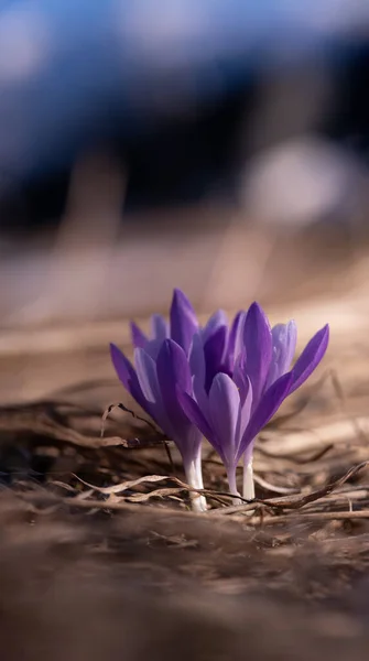 Πρώτη Άνοιξη Λουλούδια Σαφράν Ένα Θολό Φόντο — Φωτογραφία Αρχείου