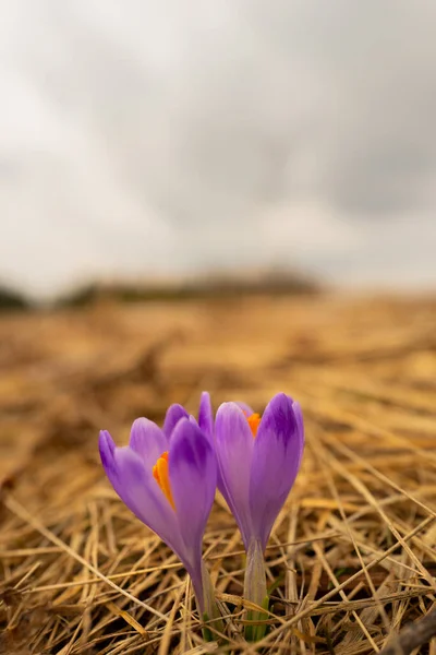 Saffron Flowers Backdrop Spring Landscape — Stock fotografie