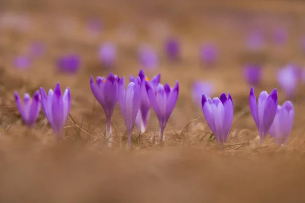 First Spring Flowers Saffron Blurred Background — Stockfoto