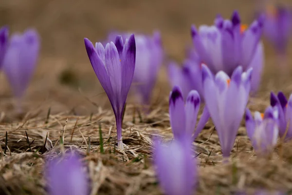 First Spring Flowers Saffron Blurred Background — Zdjęcie stockowe