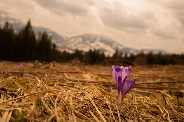 Growing Saffron Backdrop Tatra Mountains — Stok fotoğraf