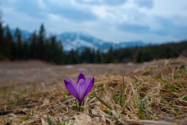 Growing Saffron Backdrop Tatra Mountains — Stock fotografie
