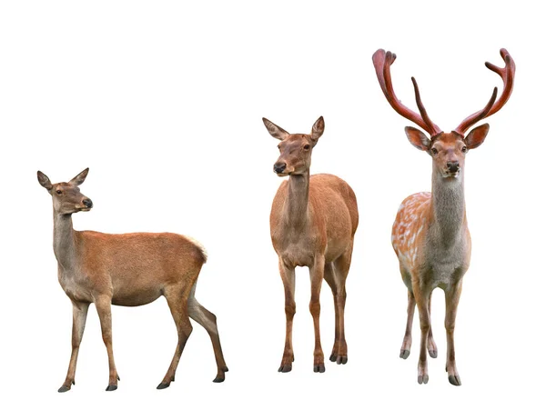 Deer Isolated White Background — Stock Photo, Image
