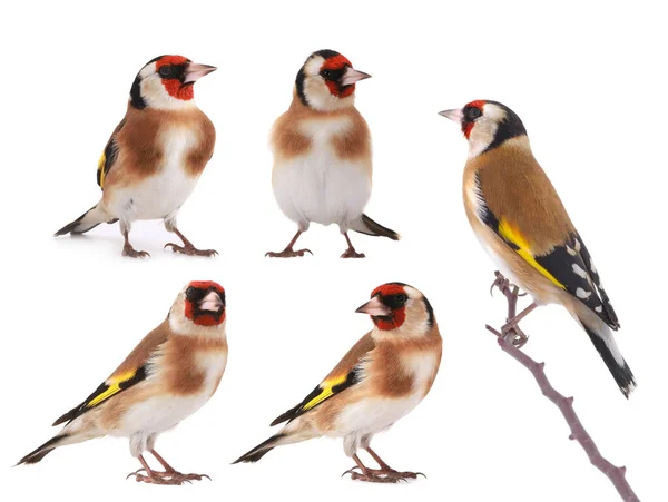 Goldfinch Bird Different Positions Isolated White Background — 图库照片