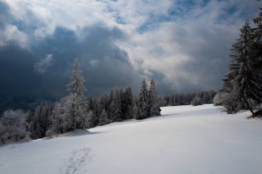 snow-covered fir trees on top of mountains in winter