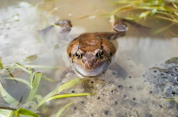 Frog Sitting Water Background Caviar Dolina Koscieliska Tatrzanski Park Poland — Stockfoto