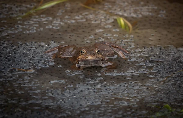 Frog Sitting Water Background Caviar Dolina Koscieliska Tatrzanski Park Poland — Stockfoto