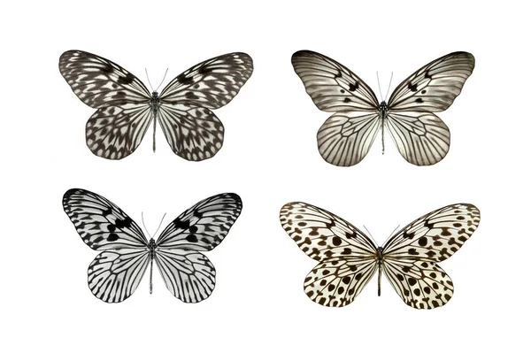 Butterflys Black White Color Isolated White Background — Zdjęcie stockowe