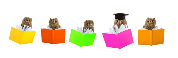 Owls Looking Education Notes Isolated White Background — Fotografia de Stock