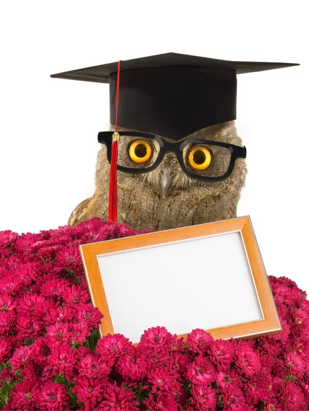 Congratulations Graduate Write Your Text Isolated White Background — Stock fotografie
