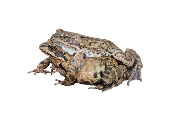 Two Frogs Rana Temporaria Creating New Lives Isolated White Background — 스톡 사진