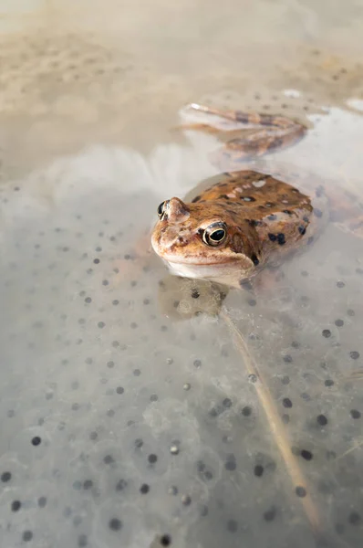 Лягушка Сидит Воде Фоне Икры Долина Костелиска Татранский Парк Польша — стоковое фото