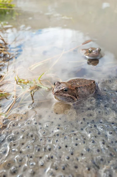 Две Лягушки Сидят Воде Фоне Икры Долина Костелиска Татранский Парк — стоковое фото