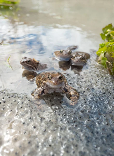 Two Frogs Sitting Water Background Caviar Dolina Koscieliska Tatrzanski Park — Fotografia de Stock