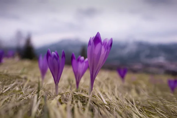 Saffron Flowers Backdrop Spring Landscape — Zdjęcie stockowe