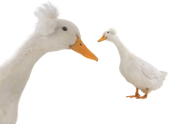 White Duck Isolated White Background — Stock Photo, Image