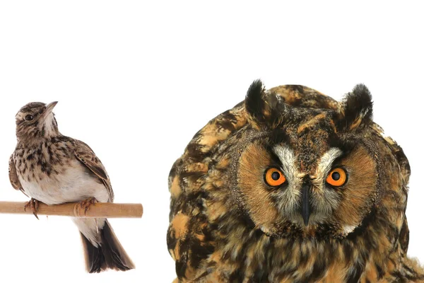 Owl Lark Isolated White Background — Stockfoto