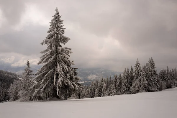 Snow Covered Fir Trees Top Mountains Winter — ストック写真