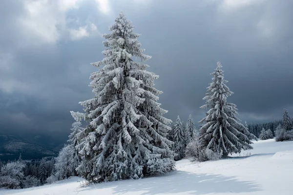 Snow Covered Fir Trees Top Mountains Winter — Zdjęcie stockowe