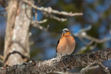 spotted nutcracker sits, tatrzaski park zakopane Poland