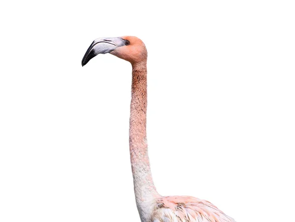 Portrait Pink Flamingo Isolated White Background — 스톡 사진