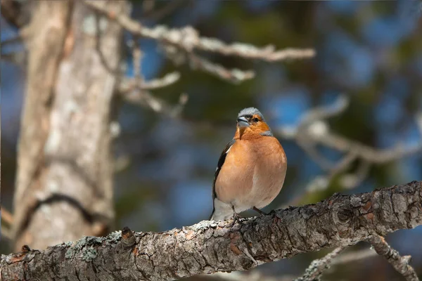 spotted nutcracker sits, tatrzaski park zakopane Poland