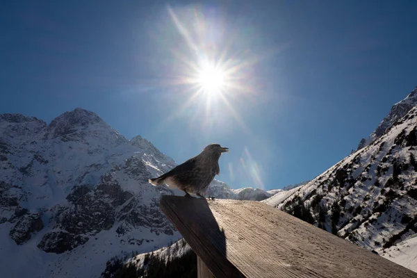 spotted nutcracker sits against the backdrop of the sun in winter, sea of the Oka, zakopane in Poland