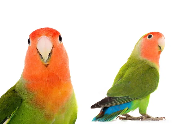 Πορτρέτο Lovebird Λευκό Φόντο — Φωτογραφία Αρχείου