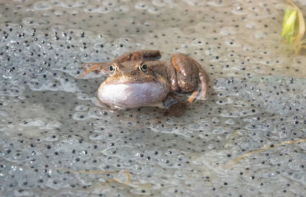 Frog Sitting Water Background Caviar Dolina Koscieliska Tatrzanski Park Poland — Stockfoto