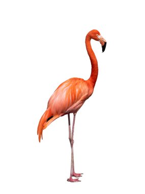 Flamingo beyaz arkaplanda izole edildi