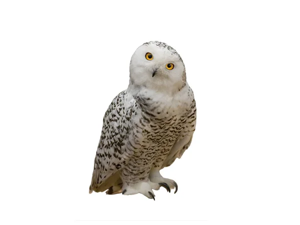 Snowy Owl Isolated White Background — Stock Photo, Image