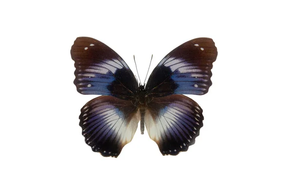 Mariposa Hypolimnas Salmacis Aislada Sobre Fondo Blanco —  Fotos de Stock