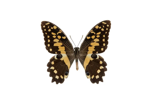 Mariposa Papilio Demodocus Aislada Sobre Fondo Blanco —  Fotos de Stock