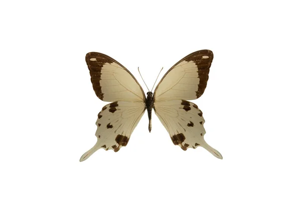 Mariposa Papilio Dardanus Aislada Sobre Fondo Blanco —  Fotos de Stock