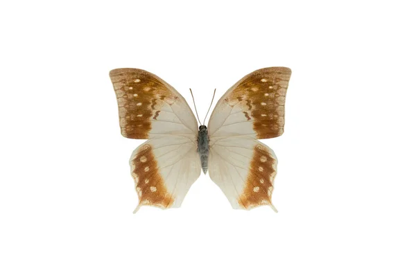 Бабочка Charaxes Fulvescens Изолирована Белом Фоне — стоковое фото