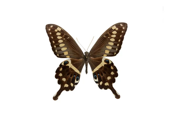 Mariposa Papilio Lormieri Aislada Sobre Fondo Blanco —  Fotos de Stock