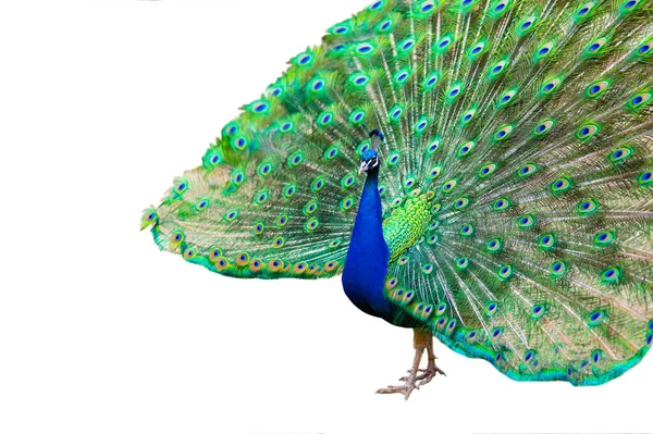 Blue Peacock Loose Tail White Background — Stock Photo, Image