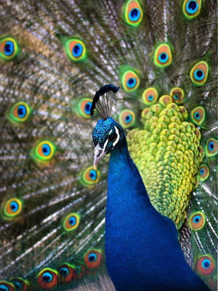 Blauwe Pauw Met Een Losse Staart Een Witte Achtergrond — Stockfoto