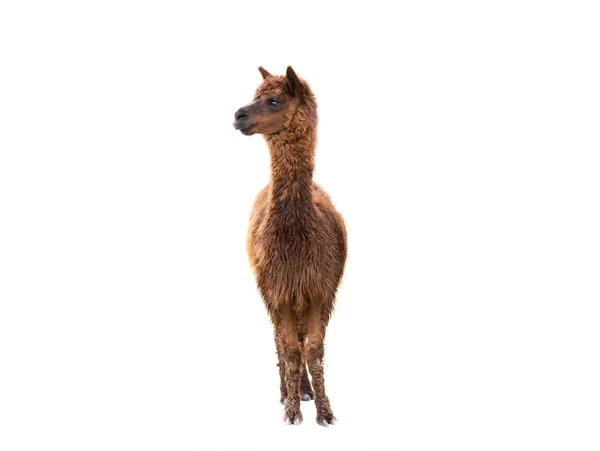 Brown Alpaca Isolated White Background — стоковое фото