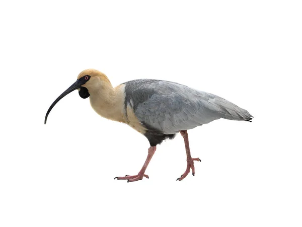 Black Faced Ibis Isolated White Background — 图库照片