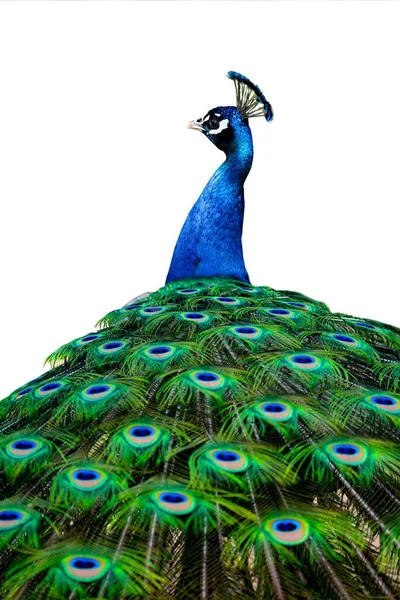 Blue Peacocks Isolated White Background — Foto de Stock