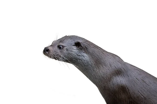 Otter Portrait Isolated White Background — Stok fotoğraf